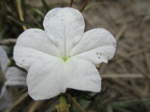 Image of Cycnium tubulosum by no rights reserved