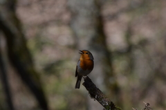 Erithacus rubecula