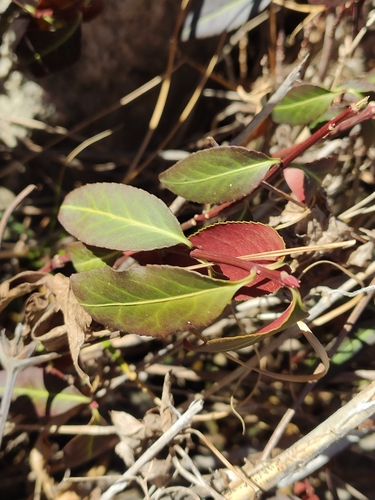 Image of Euonymus semenovii by (c) KAnatoliy, some rights reserved (CC BY)