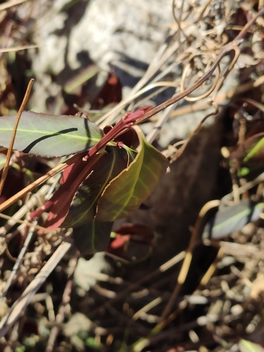 Euonymus semenovii, photograph 2