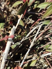Euonymus semenovii, photograph KAnatoliy, CC BY, iNaturalist via GBIF