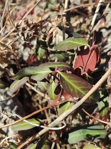 Image of Euonymus semenovii by (c) KAnatoliy, some rights reserved (CC BY)