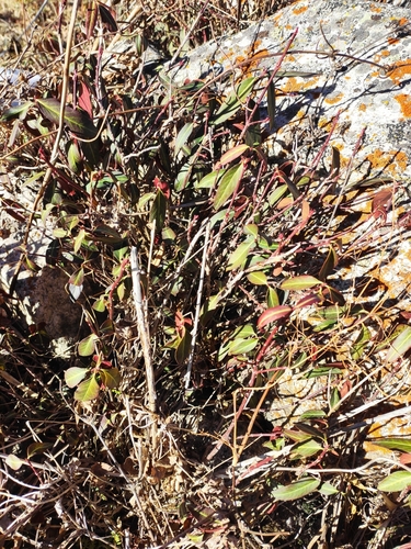 Euonymus semenovii, photograph 5