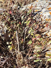 Euonymus semenovii, photograph KAnatoliy, CC BY, iNaturalist via GBIF