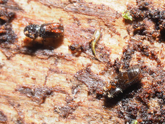 Pityogenes chalcographus