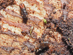 Pityogenes chalcographus