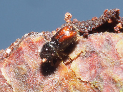 Pityogenes chalcographus