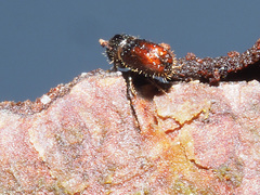 Pityogenes chalcographus