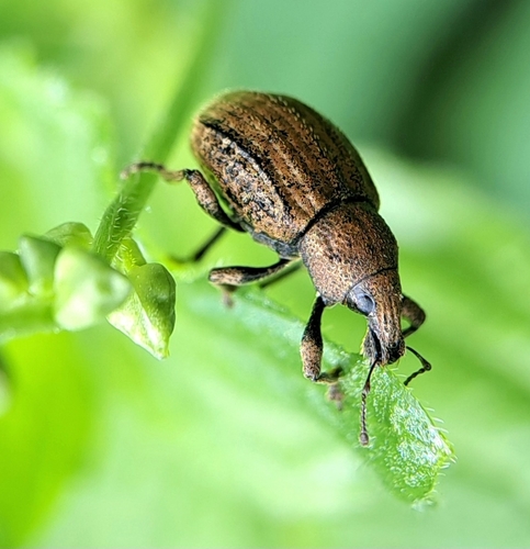 Weevil