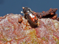 Pityogenes chalcographus