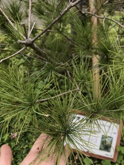 Pinus morrisonicola