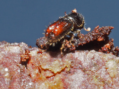 Pityogenes chalcographus