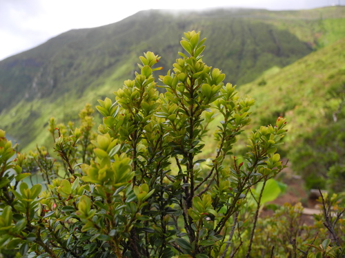 African Boxwood