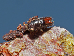 Pityogenes chalcographus