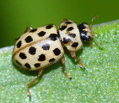 Anisosticta sibirica