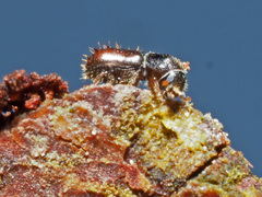 Pityogenes chalcographus