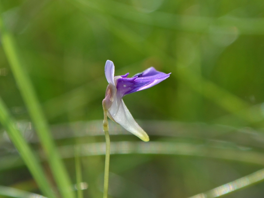 Utricularia gaagudju R.W.Jobson & Cherry