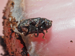 Pityogenes chalcographus