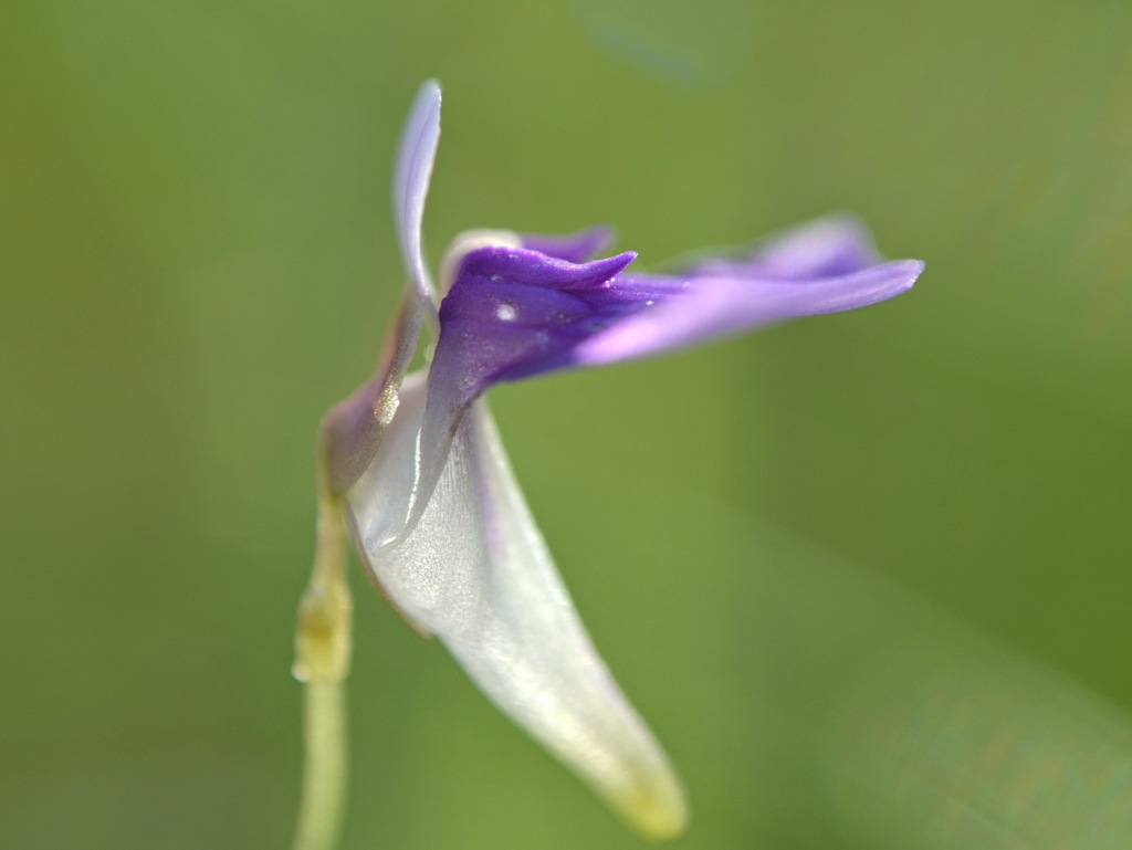 Utricularia gaagudju R.W.Jobson & Cherry 2