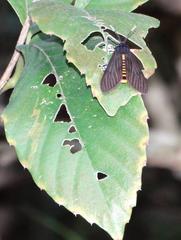 Amsactoides guangxica