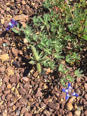 Lupinus nanus