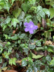 Strobilanthes rankanensis