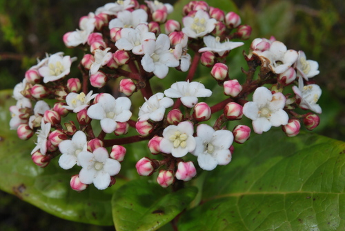 Azorean Laurustinus