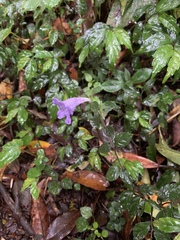 Strobilanthes rankanensis