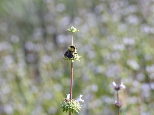 Photo of Black-tailed Bumble Bee (Bombus melanopygus)