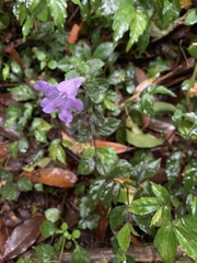 Strobilanthes rankanensis