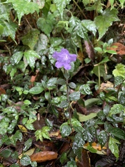 Strobilanthes rankanensis