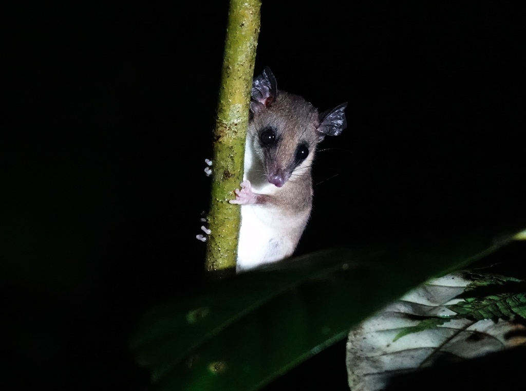 White-bellied Slender Opossum