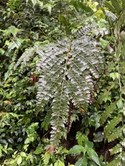 Arachniodes rhomboidea