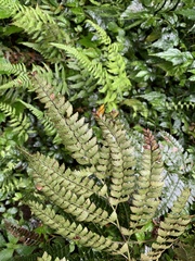 Arachniodes rhomboidea