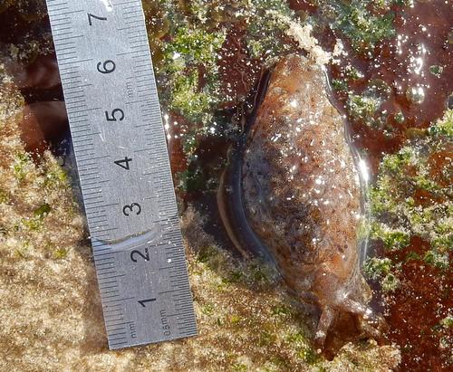 Aplysia oculifera