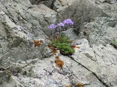 Scabiosa lachnophylla