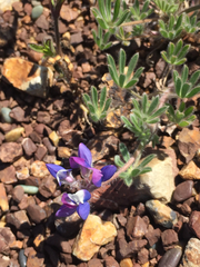 Lupinus nanus