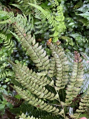 Arachniodes rhomboidea