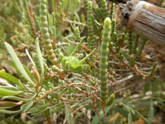 Odontura glabricauda