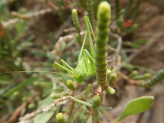 Odontura glabricauda