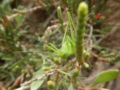 Odontura glabricauda
