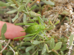 Odontura glabricauda