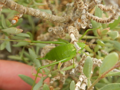 Odontura glabricauda