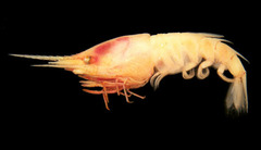 Standard spiny-tailed shrimp