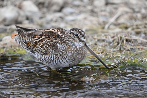Solitary Snipe