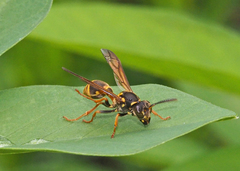 Ropalidia socialistica