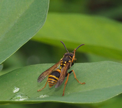 Ropalidia socialistica