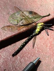 Anax nigrofasciatus