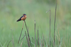 Black-And-Rufous Swallow photo 3