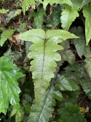 Stegnogramma wilfordii